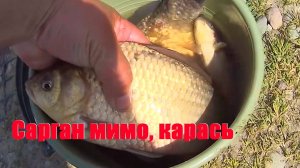 Рыба САРГАН сегодня мимо, а КАРАСЬ клюет