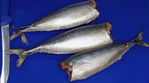 СКУМБРИЯ ПРОВЕСНАЯ
