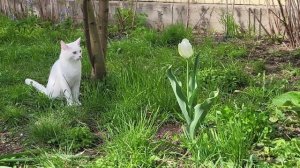 В цвету тюльпанов. Cats and tulips