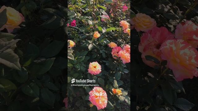 Лучшие розы в цвету