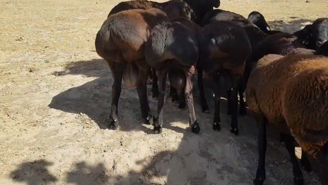 1.5 жасар кошкарлар гиссарский породы на оценку