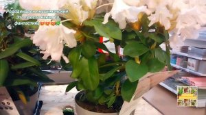 💖Рододендрон якушиманский. Это просто какая то фантастика. 😍🌿🫶