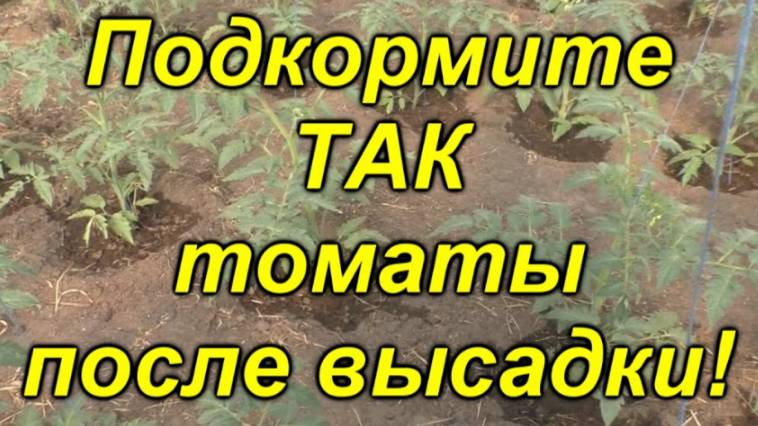 💪 Важная подкормка для томатов — гарантия богатого урожая! 🔥 Не пропустите этот важный этап!