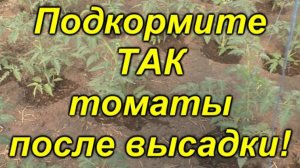 💪 Важная подкормка для томатов — гарантия богатого урожая! 🔥 Не пропустите этот важный этап!