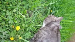 Коту травки захотелось