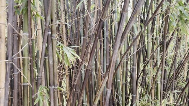 Бамбук PHYLLOSTACHYS NIGRA