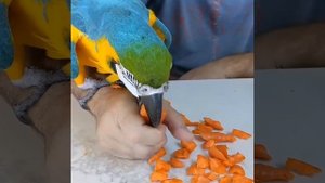 Животные 2