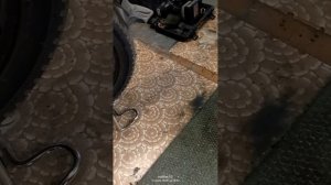 Вводный обзор Kugoo kirin V3 pro plus