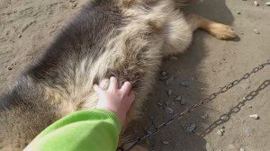 собакен