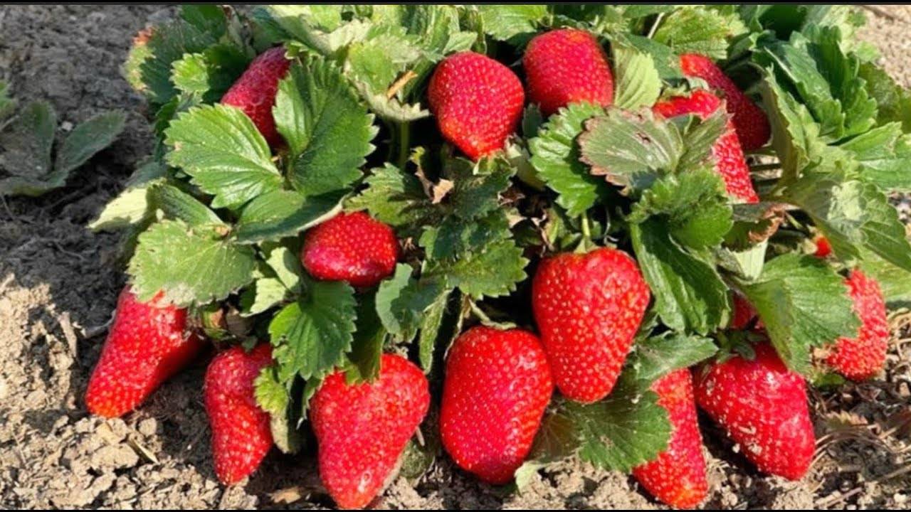 🍓 ВОЛШЕБНАЯ ПОДКОРМКА ДЛЯ КЛУБНИКИ: 1 ложка = ведро ягод!