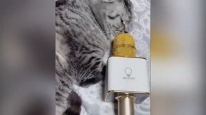 Сборка Видео приколов с кошками!