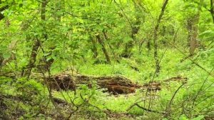 Река Протока.mp4