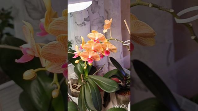 мои красавицы орхидеи 😘🌹