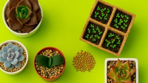 Как САЖАТЬ семена суккулентов? где КУПИТЬ их семена? Мой опыт выращивания суккулентов!