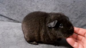 американский тедди лимонный солид агути (питомник ZLATO VLASKA)