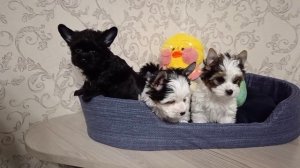 Кукольные йорки 🐶❤️