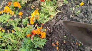 Не выбрасывайте бархатцы после цветения, делаем удобрение из бархатцев!