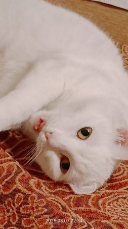Ловись котик большой и маленький