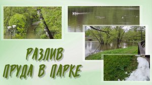 Разлив пруда в парке 3.05.2025 года.