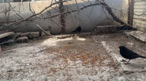 Певчие птицы дрозды