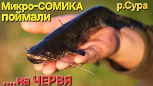 🔥Поймали МИКРО-СОМИКА⭐️на Червя и ночью!!! Рыбалка на р.Сура!! Пенза...