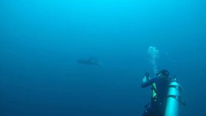 Дайвинг с мантами Мальдивы остров Тодду апрель 2025