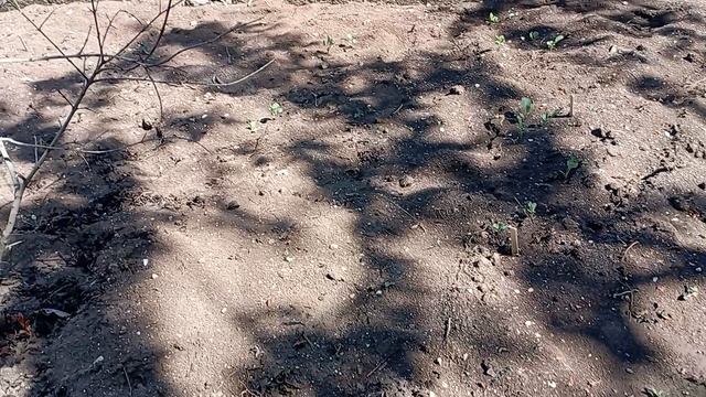 обзор огорода и теплицы,клубника🍓, 3 мая