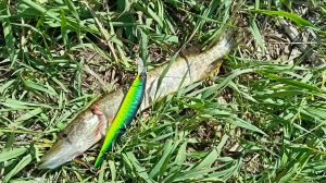 ловля щуки на воблеры