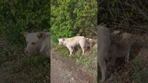 Собачья Свадьба🐶 💒 Забавное Видео #funnyanimals #приколы #animals #funnydogs