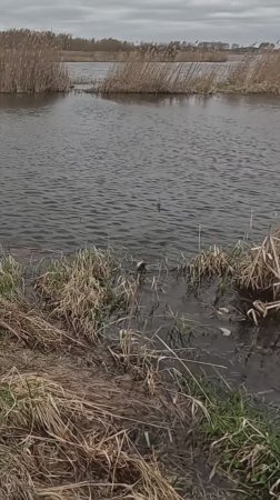 Карась на поплафидер!