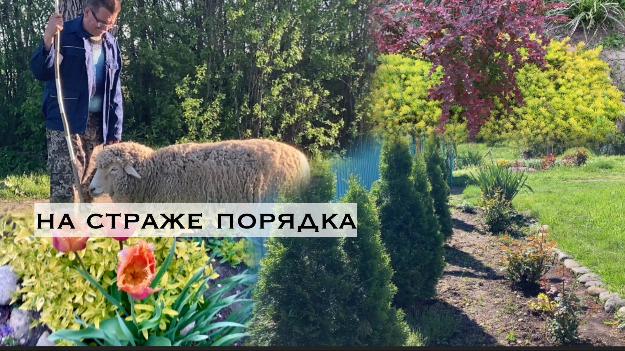 Сельская жизнь на юге/ Будни хуторян/ Все обломала/ Несостоявшаяся мать/Как сиротинка/