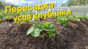 Пересадка усов клубники!