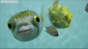 Музыка для Снятия Стресса //Звуки моря//Слушать/ / Расслабляющая музыка