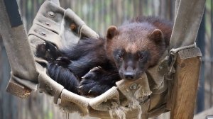 Росомаха кайфует в гамаке, где раньше резвились медвежата Фима и Дуся.