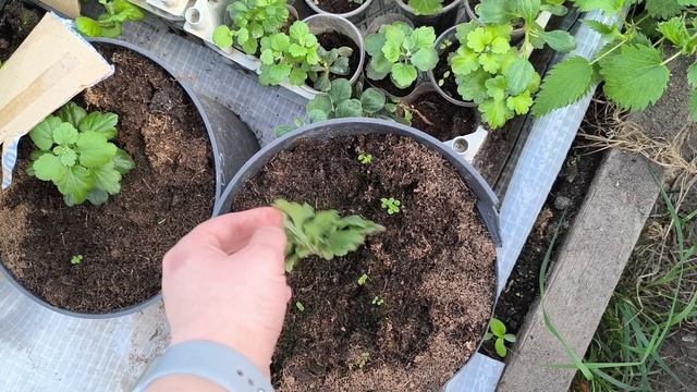 купила новых саженцев.Пересаживаю гортензии и хризантемы.Дела тепличные