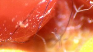 Алмазная мозаика под микроскопом