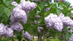 Экскурсия по Ботаническому саду ПГНИУ. Сирень