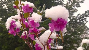 Багульник на сопках