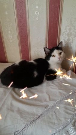 Муся ,моя кошечка!