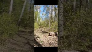 Спрей от клещей Прошка домовой выручает