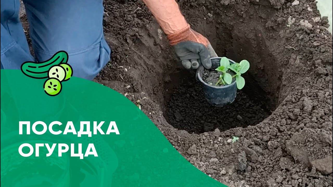 Посадка огурцов в открытый грунт рассадой. Как правильно высадить огурцы в мае, что класть в лунку