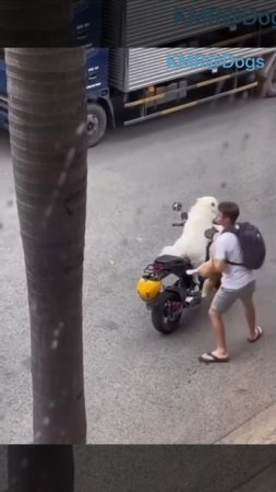Всех своих вожу с собой🏍️😎😎 ( видео про собак )