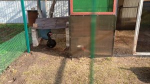 Переселение бегунят🦆🏡. Рассада тоже переехала. Индоутята будут). Скоро лето!