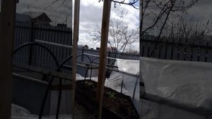 Персики и абрикосы в Тюмени, после заморозка.