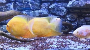 Запуск аквариума 400л, готов!