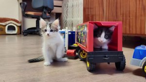 Котенок, вылезай из машины. Милая кошачья семейка.