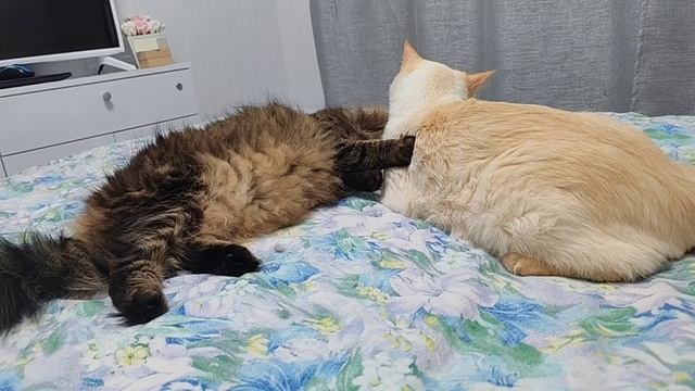 трубочисты)