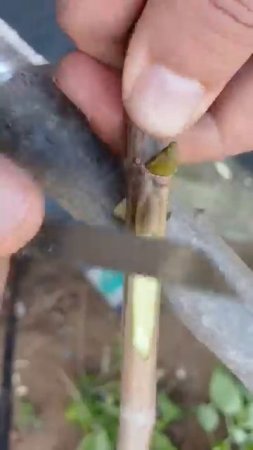 ДВОЙНАЯ ОКУЛИРОВКА ЩИТКОМ ВПРИКЛАД