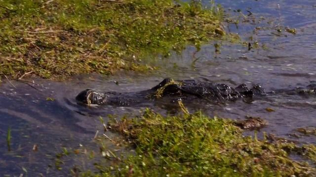 Alligator