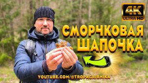 Сморчковая Шапочка 2025 Только Начинает Свой Рост. Verpa Bohemica.